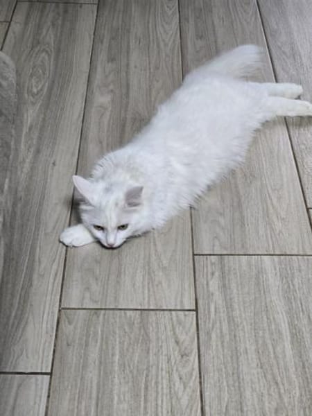 LEFKO-Kleiner Charmeur sucht sein Glück!