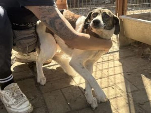 NORA-liebe, hübsche Hündin, 48 cm