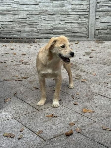 BARNY-zuckersüßer Jung-Rüde, 44 cm(w)