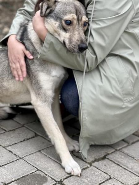 Lida -Sanfte, junge Hündin sucht Zuhause