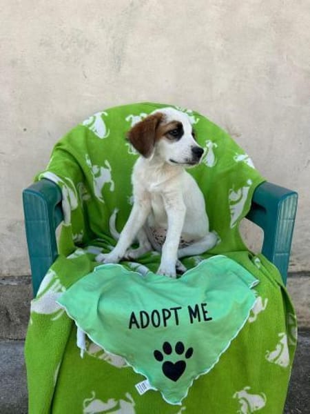 Lancelot - unser kleiner Ritter