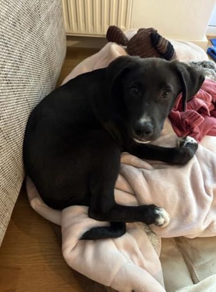 Buddy - kleiner Held sucht Dich!