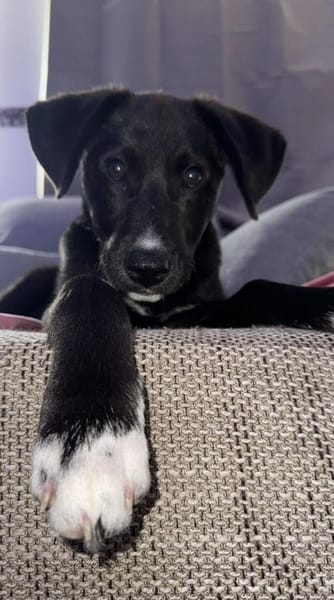 Buddy - kleiner Held sucht Dich!