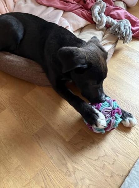 Buddy - kleiner Held sucht Dich!