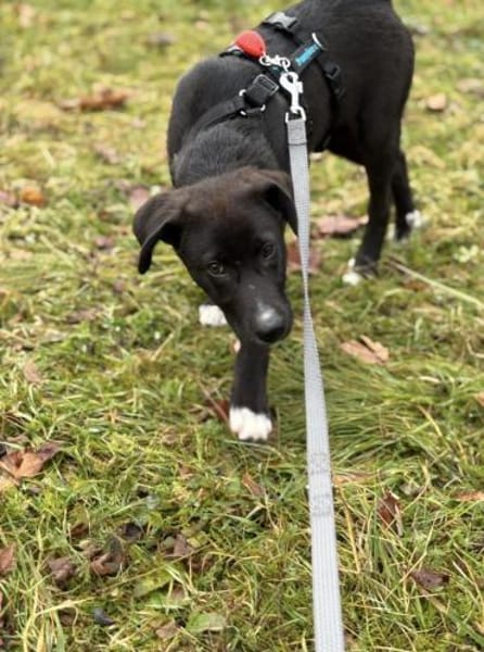 Buddy - kleiner Held sucht Dich!