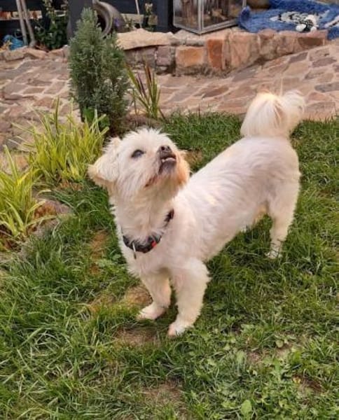 Elsa sucht liebevolles Zuhause