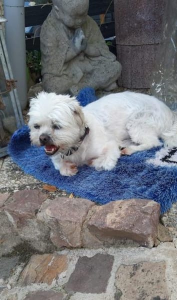 Elsa sucht liebevolles Zuhause