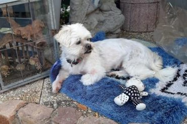 Elsa sucht liebevolles Zuhause