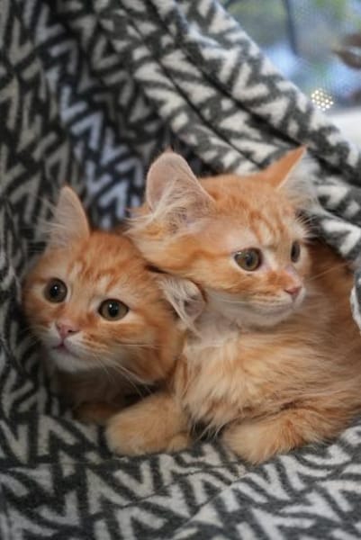 LOKI&HARAS - Zwei kleine Kämpfer !