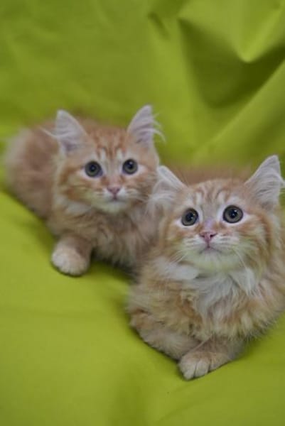 LOKI&HARAS - Zwei kleine Kämpfer !