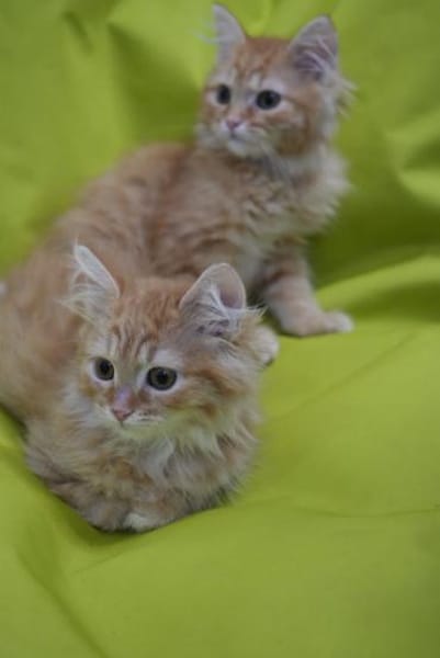 LOKI&HARAS - Zwei kleine Kämpfer !