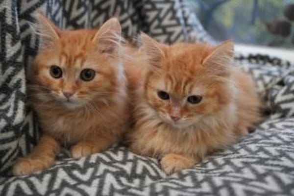 LOKI&HARAS - Zwei kleine Kämpfer !