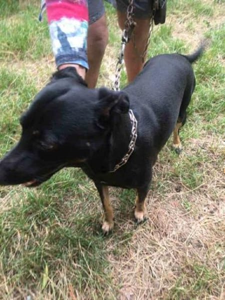 Barsik sucht ein Zuhause