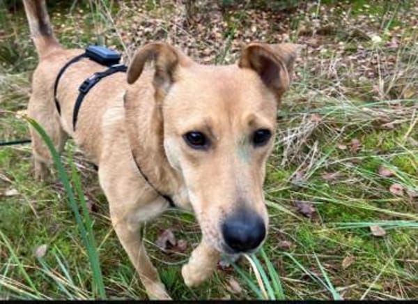 Lena sucht dringend liebevolles Zuhause