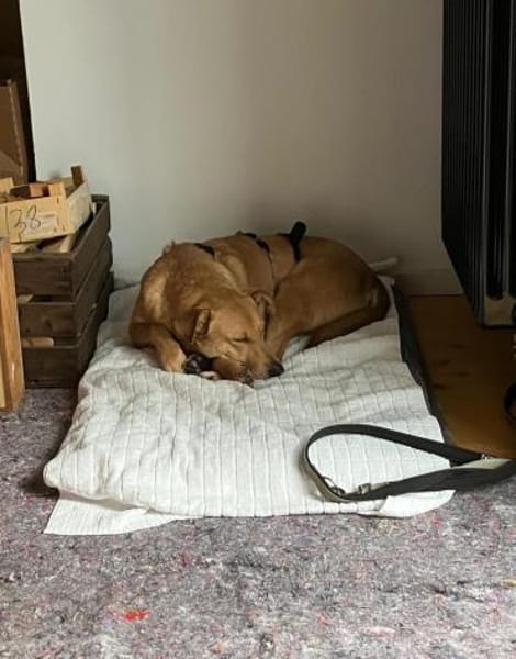 Lena sucht dringend liebevolles Zuhause