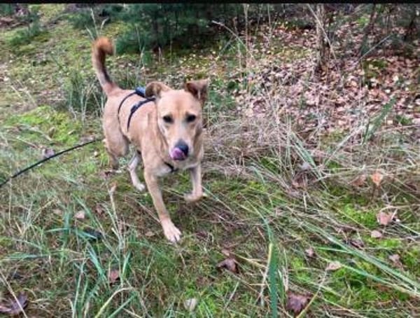 Lena sucht dringend liebevolles Zuhause