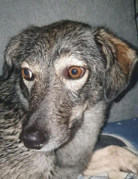 Molina ist eine bezaubernde Hündin!