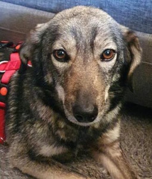 Molina ist eine bezaubernde Hündin!