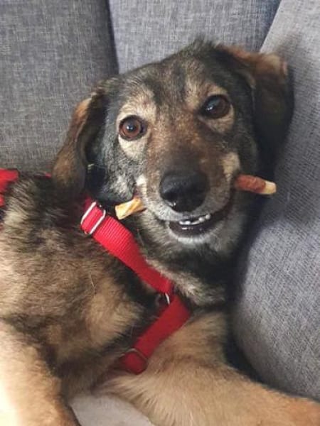 Molina ist eine bezaubernde Hündin!