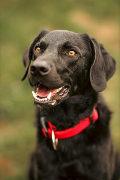 Harley sucht sein zu Hause