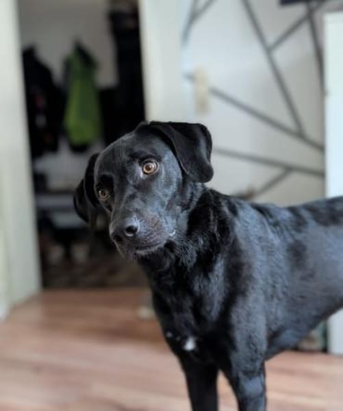 Harley sucht sein zu Hause