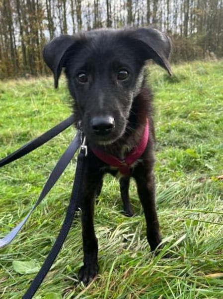 CHICO-wunderschöner Jung-Rüde, 38cm(w)