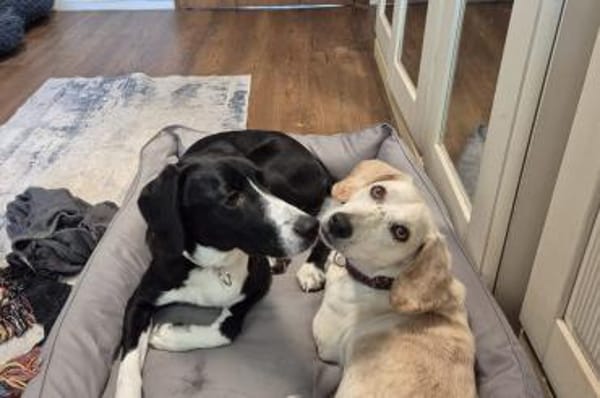 Araldo-wartet in 49124 Georgsmarienhütte