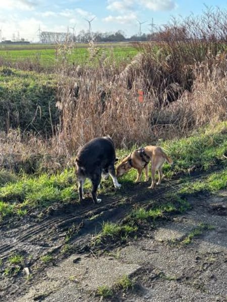 Runa - kluge Hündin sucht Kuschelmensch