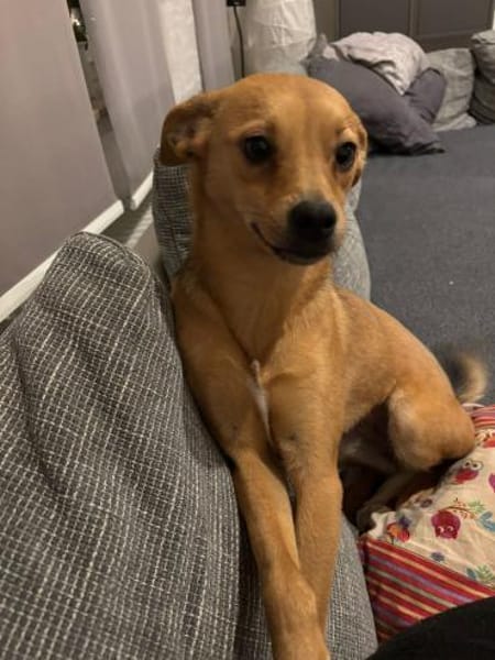 Runa - kluge Hündin sucht Kuschelmensch