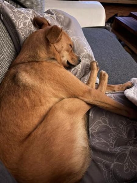 Runa - kluge Hündin sucht Kuschelmensch