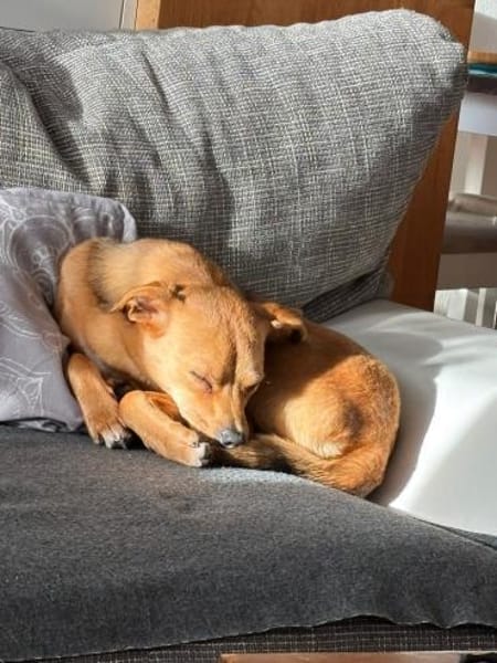 Runa - kluge Hündin sucht Kuschelmensch