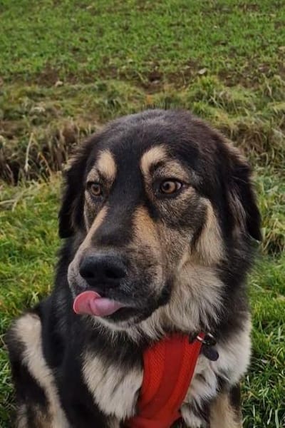 Aramis 💗 wartet in 31812 Bad Pyrmont