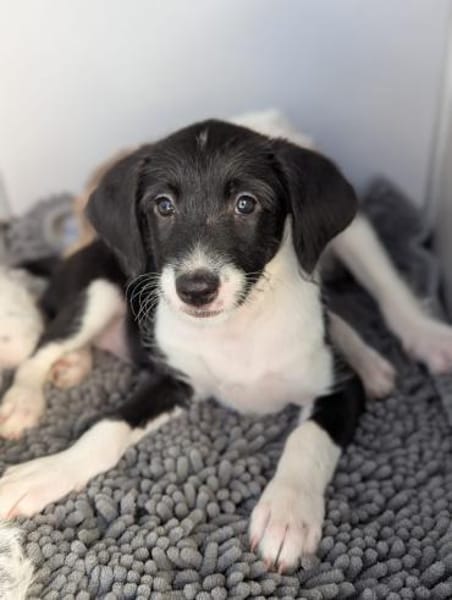 Mutige Nala sucht das Abenteuer mit dir