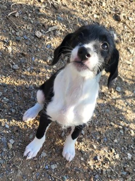 Mutige Nala sucht das Abenteuer mit dir