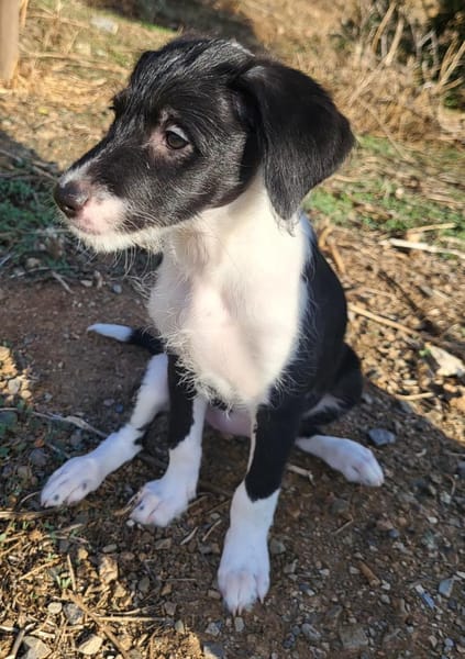 Mutige Nala sucht das Abenteuer mit dir