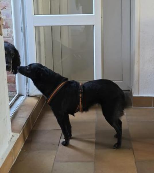 Agnes alias Nessy mag Katz, Hund, 🧒🏻