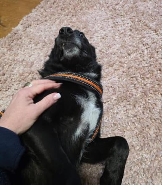 Agnes alias Nessy mag Katz, Hund, 🧒🏻