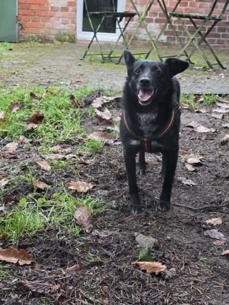 Agnes alias Nessy mag Katz, Hund, 🧒🏻