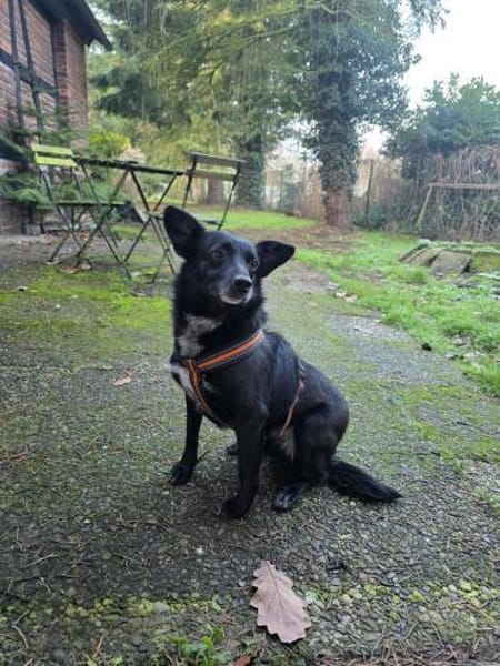 Agnes alias Nessy mag Katz, Hund, 🧒🏻