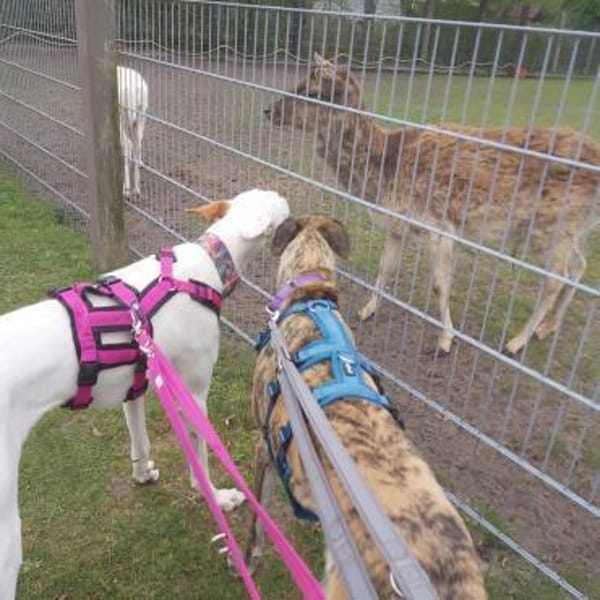 Milky vom Schattenhund zum Reiseprofi