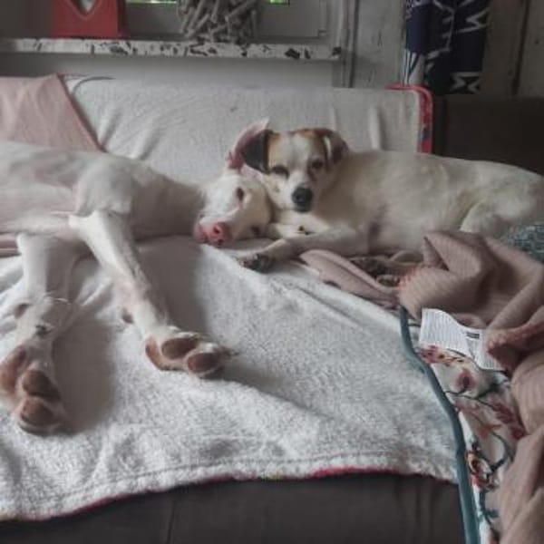 Milky vom Schattenhund zum Reiseprofi