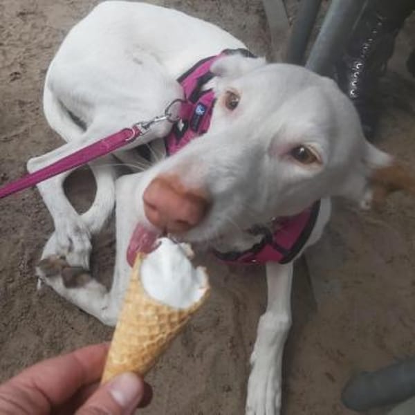 Milky vom Schattenhund zum Reiseprofi