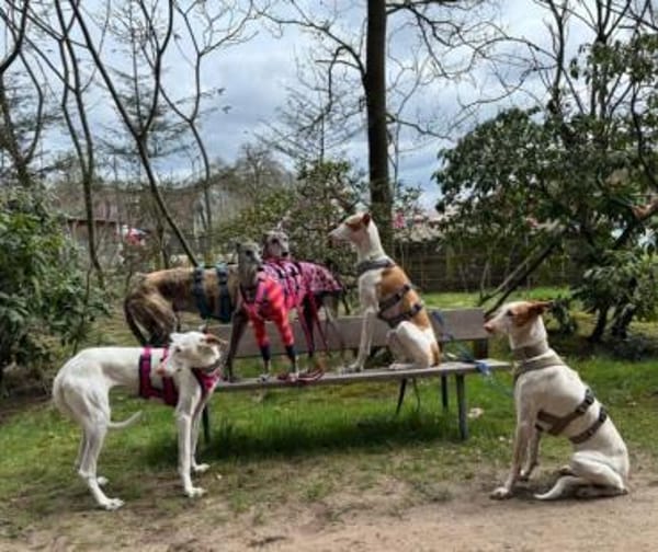Milky vom Schattenhund zum Reiseprofi