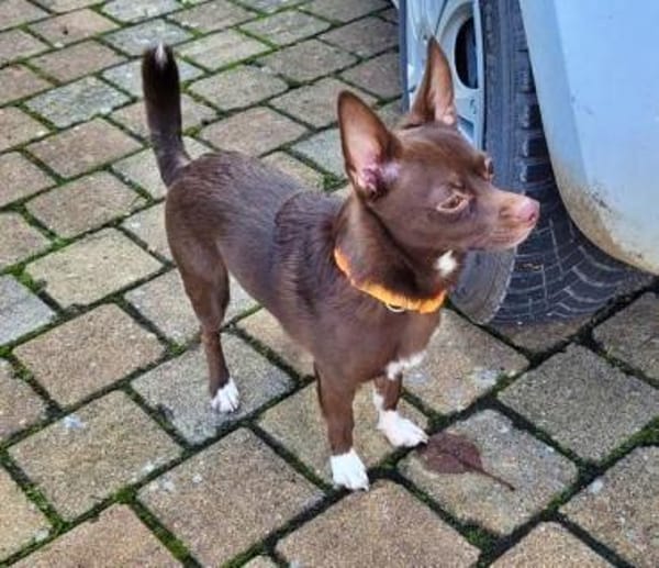 CHOCO-lieber und verschmuster Begleiter!