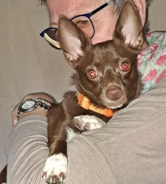 CHOCO-lieber und verschmuster Begleiter!