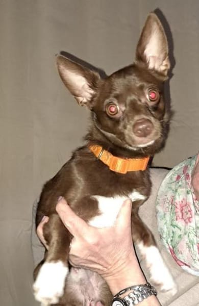 CHOCO-lieber und verschmuster Begleiter!