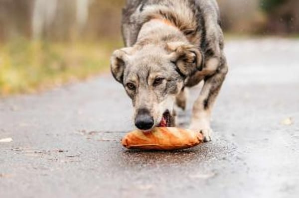 Wunderbare Maya sucht ihre Menschen