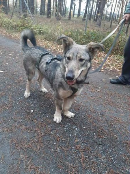 Wunderbare Maya sucht ihre Menschen