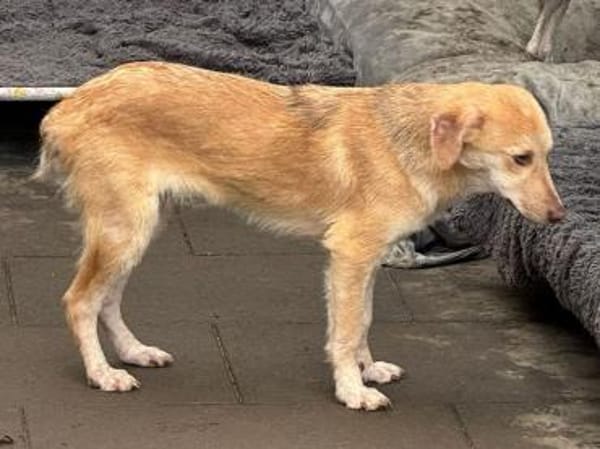 GRETCHEN-zauberhafte Jung-Hündin, 38 cm