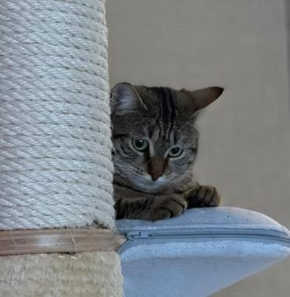 Mercy sucht ein liebevolles Zuhause